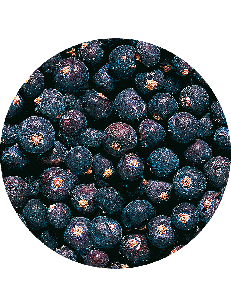 Wacholderbeeren, ganz