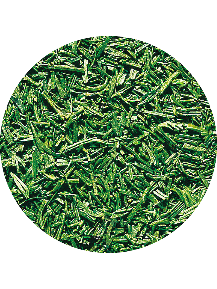 Dill, gefriergetrocknet