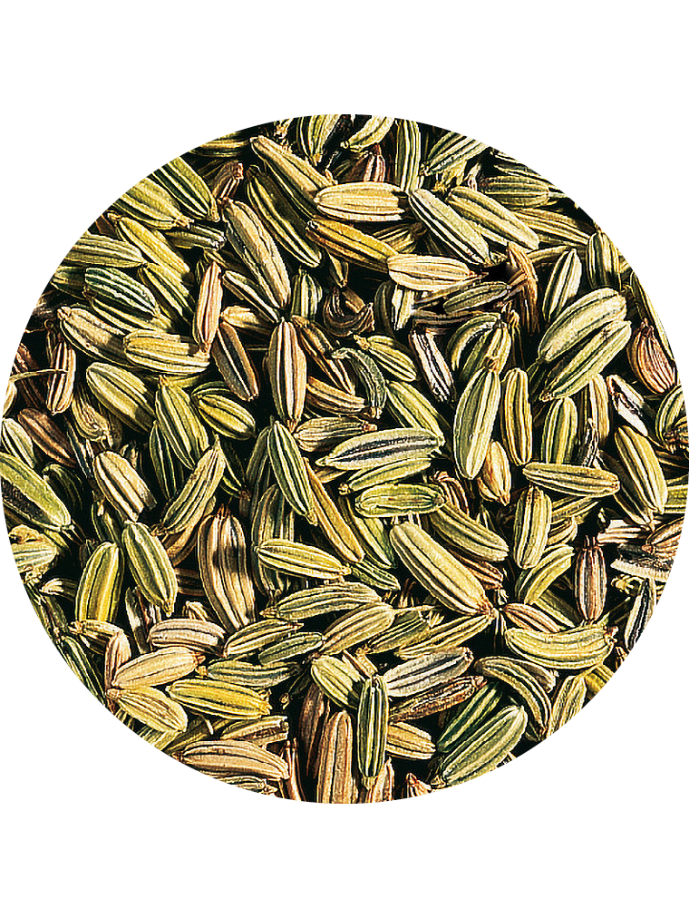 BIO Fenchel grün ganz