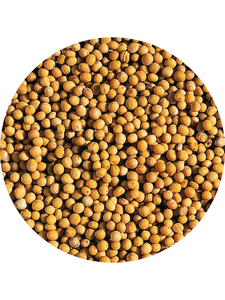BIO Senfkörner goldgelb