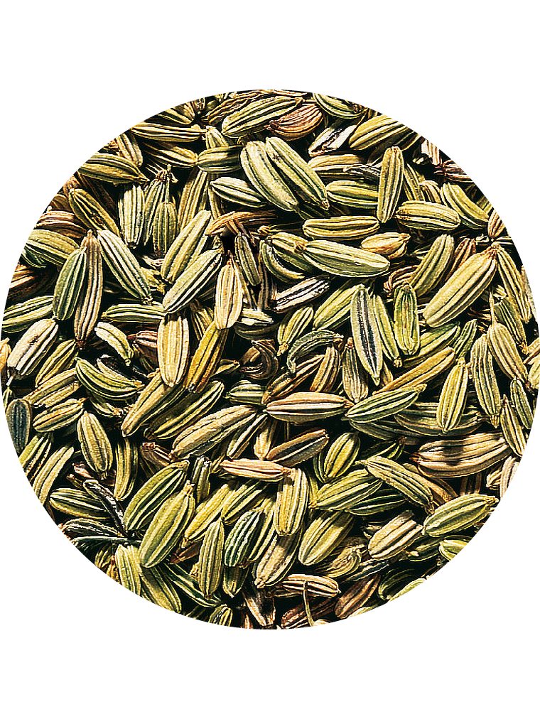 Fenchel, ganz