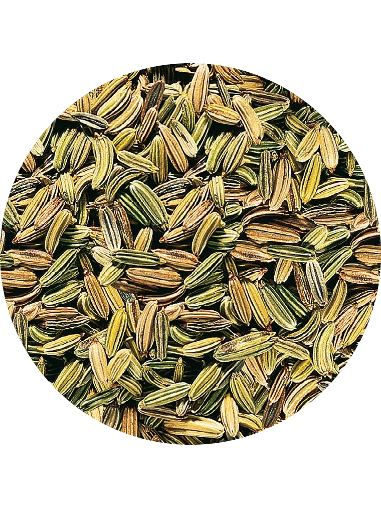 BIO Fenchel grün ganz