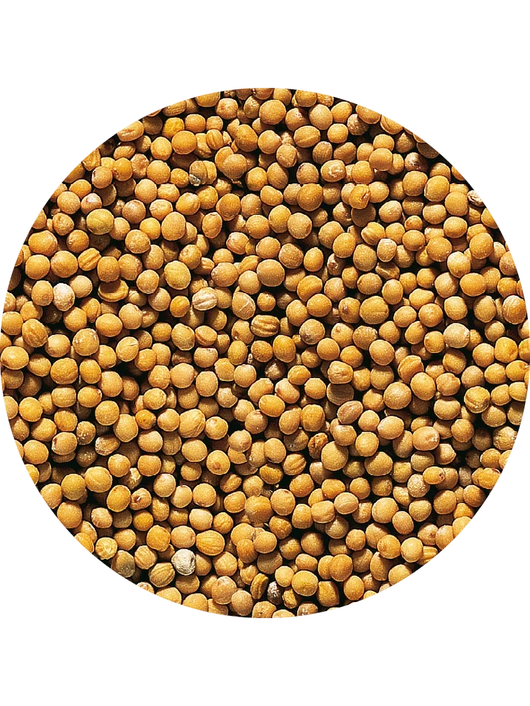 BIO Senfkörner goldgelb