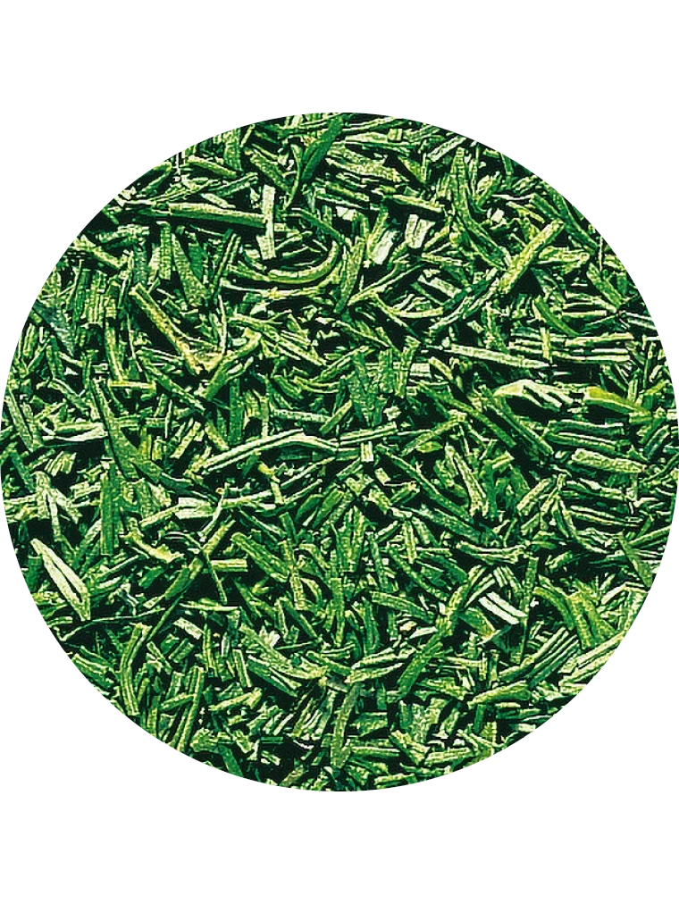 Dill, gefriergetrocknet