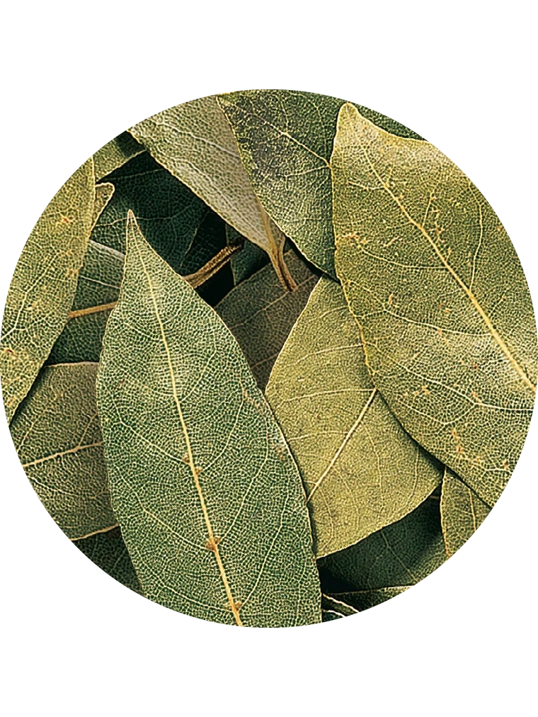 Lorbeerblätter, ganz