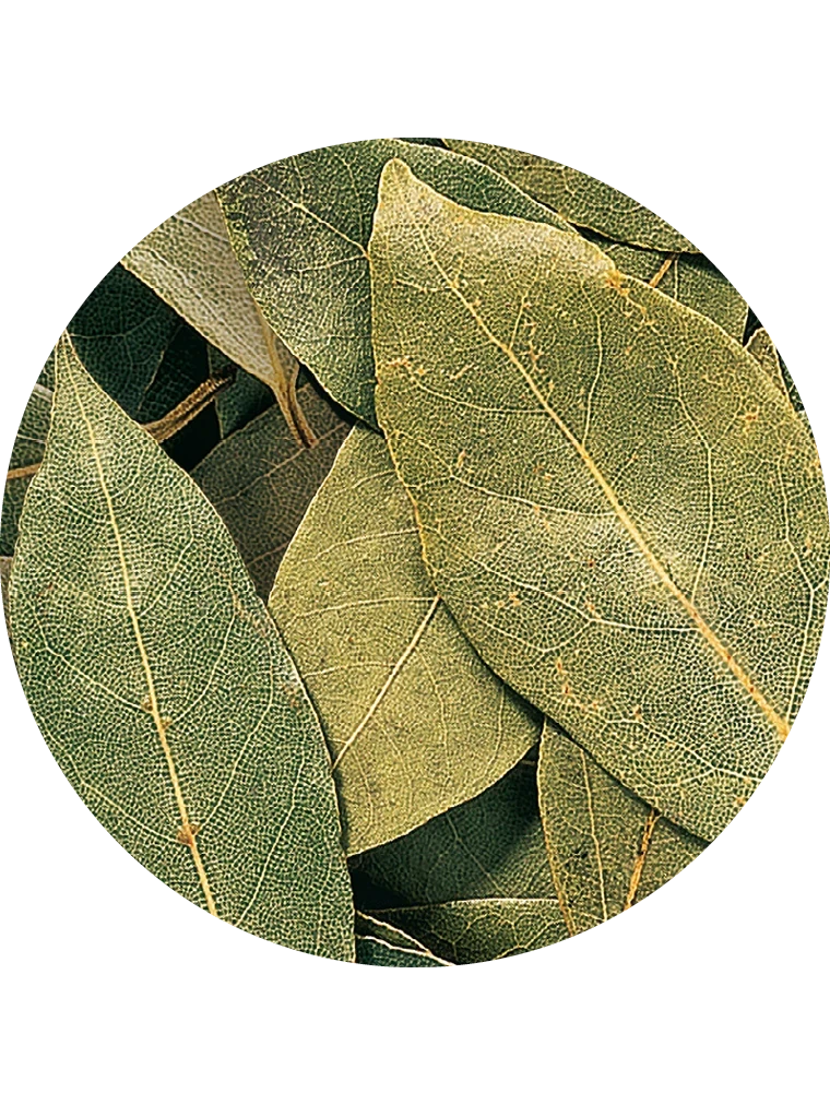 Lorbeerblätter ganz