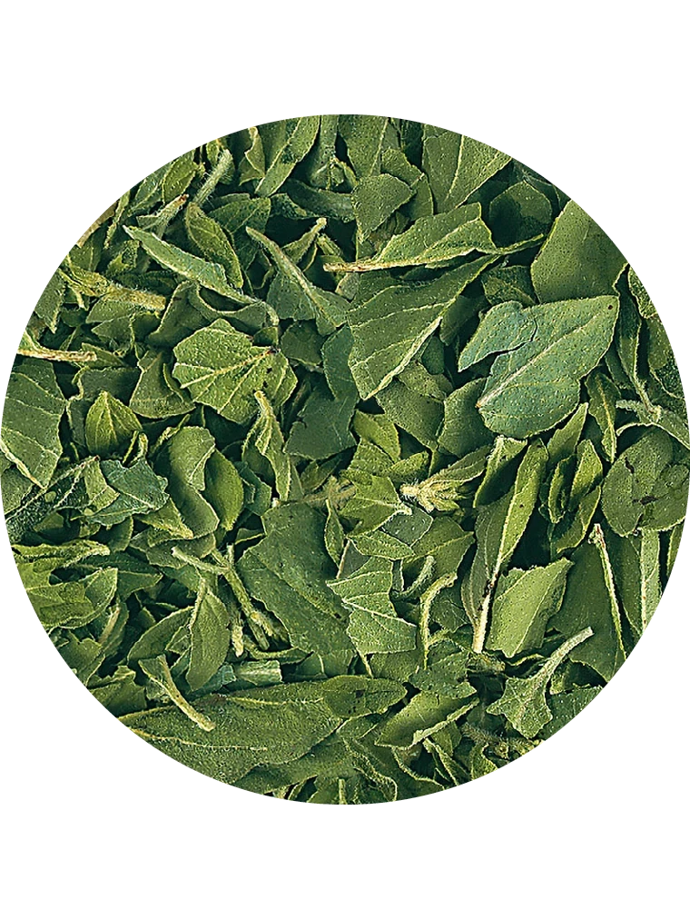 Oregano, gefriergetrocknet