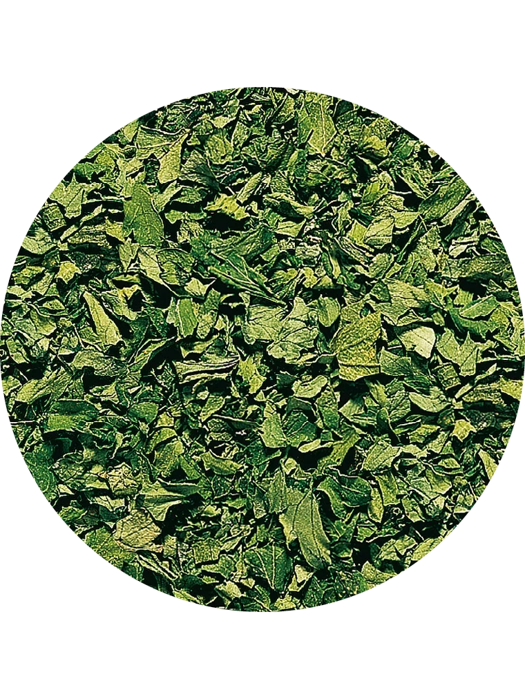 Petersilie, gefriergetrocknet