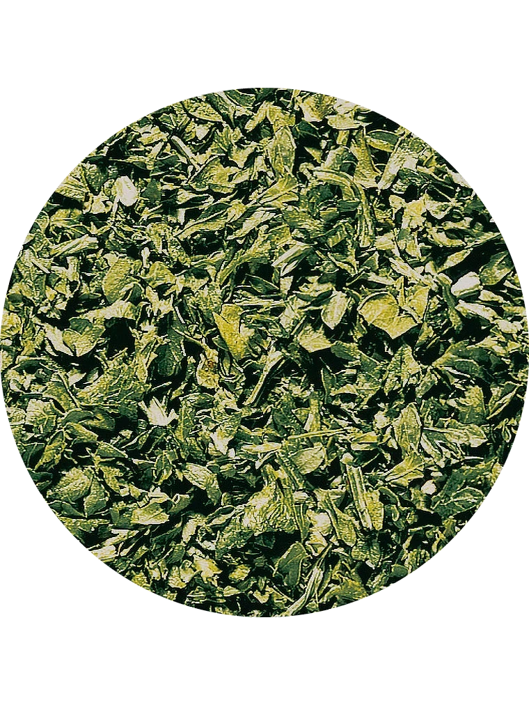 Petersilie, gerebelt