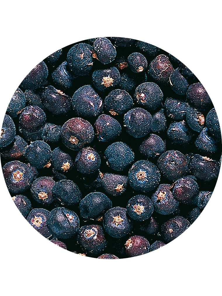 Wacholderbeeren ganz